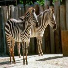 things to do - Chaffee Zoo